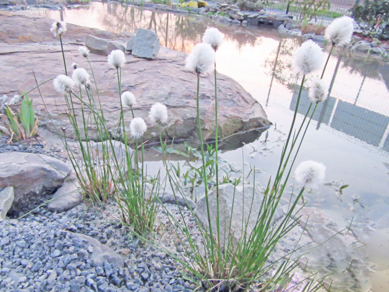 Preview: Scheidenwollgras - Eriphorum vaginatum